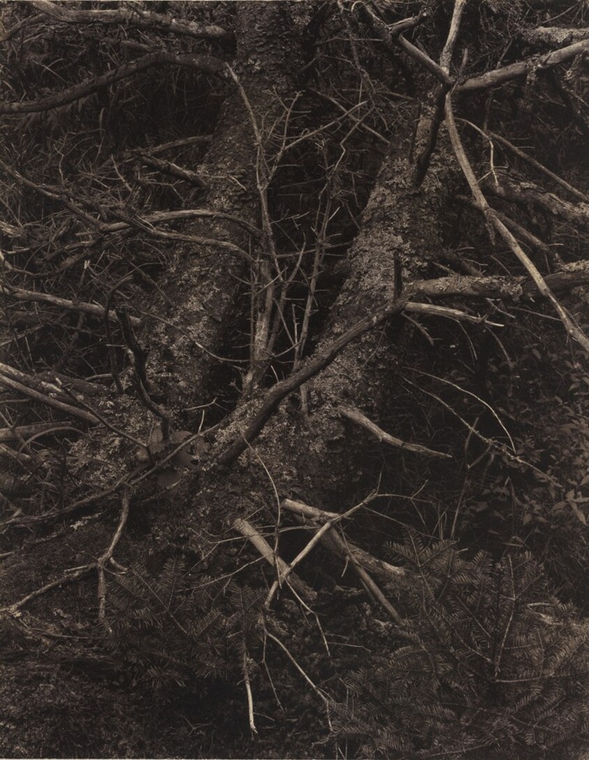 Woods, Maine [recto]