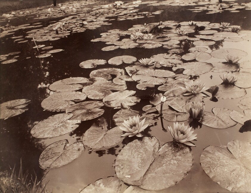 Nymphéas (Bagatelle)