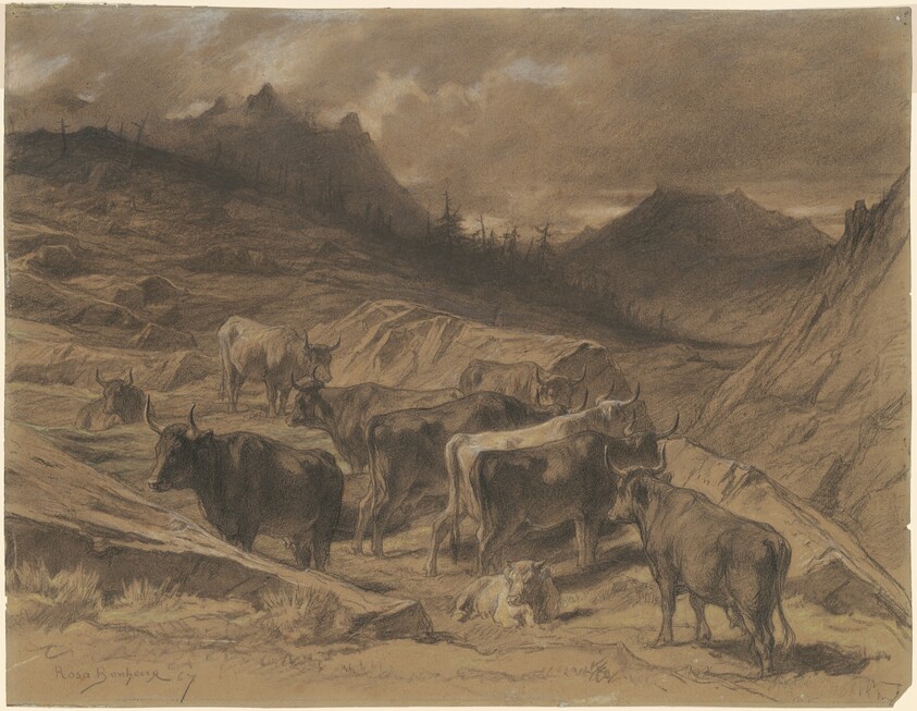 Cattle in the Auvergne
