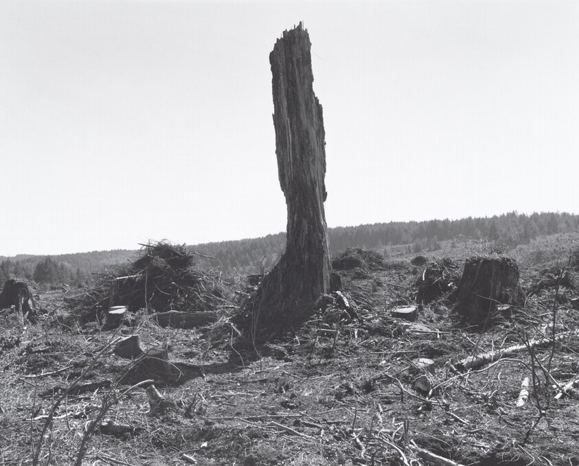 Clearcut, Coos County, Oregon