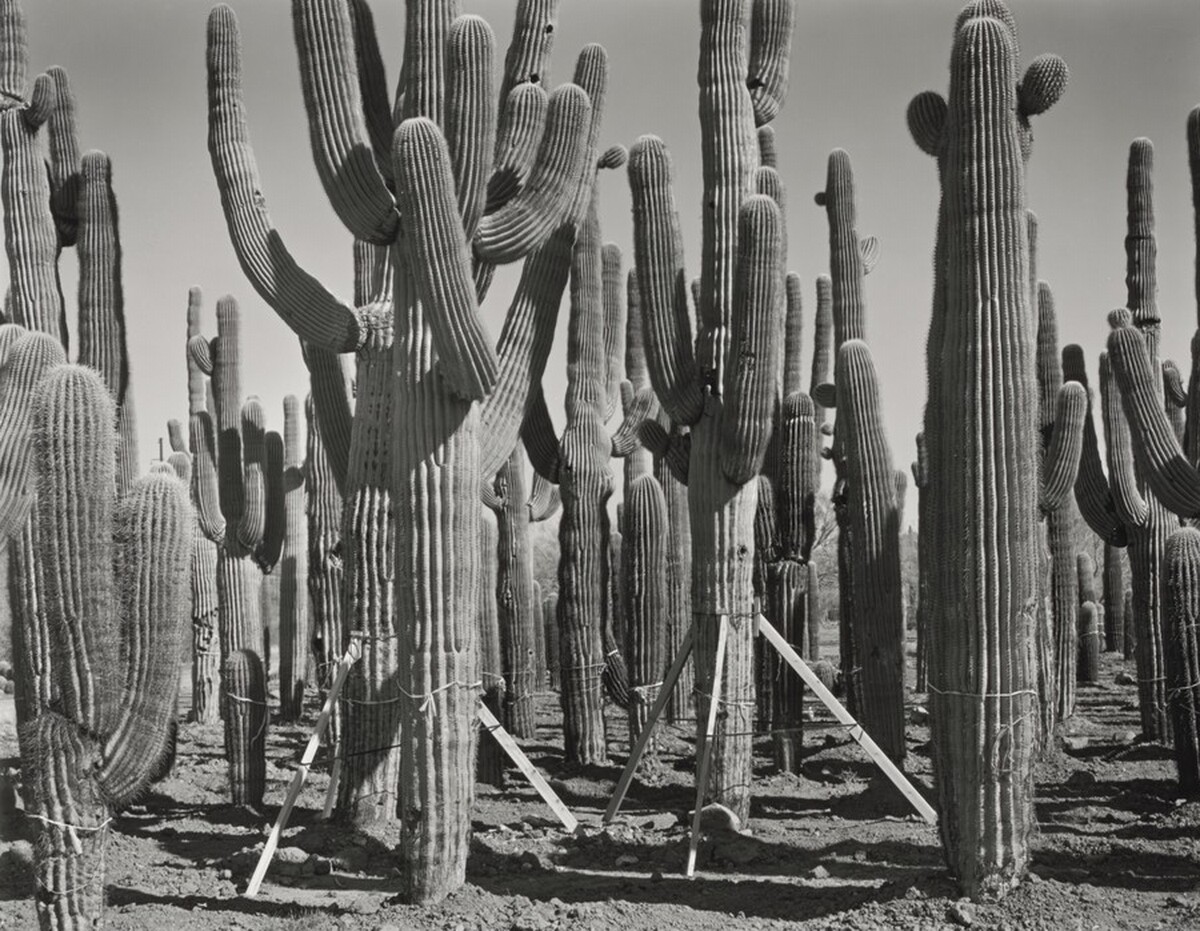 Phoenix, I-17 and Carefree Highway, Prisoners of the Subdivision Wars