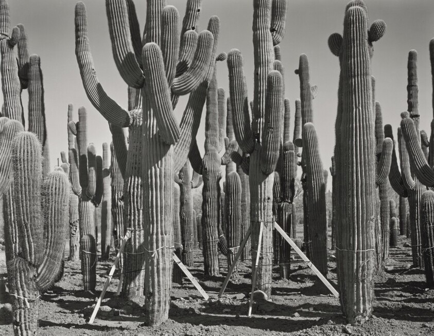 Phoenix, I-17 and Carefree Highway, Prisoners of the Subdivision Wars