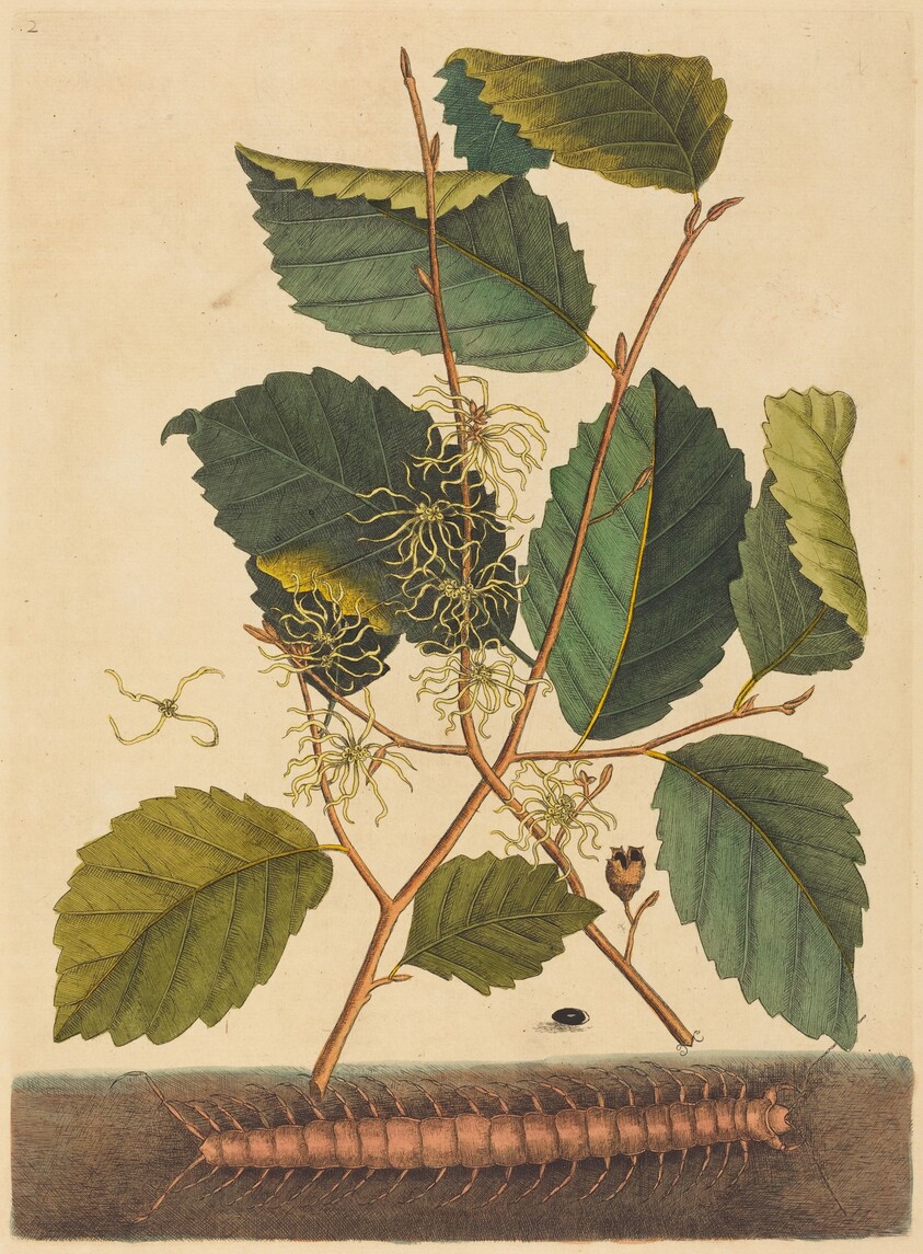 Centipede (Scolopendra morsitans)