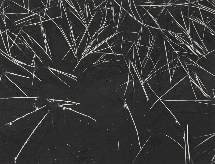 Grass and Pool, the Sierra Nevada, California