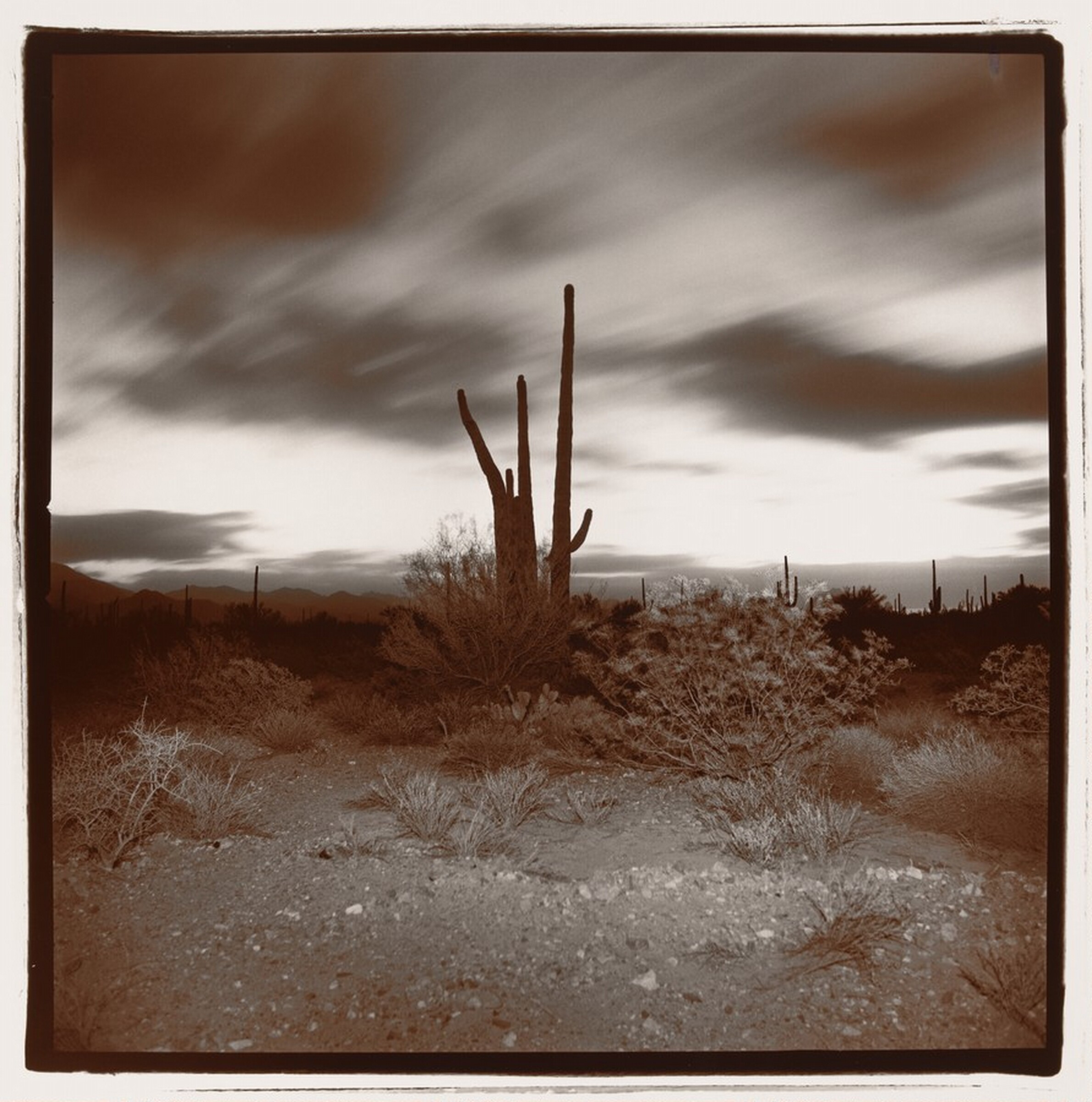 Untitled (Saguaro #3), Richard Misrach, 1975