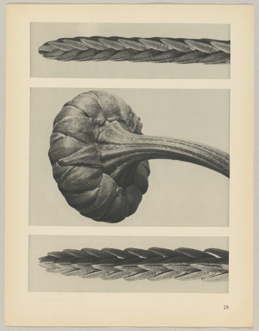 a u. c Cassiope tetragona; b Chrysanthemum Leucanthemum