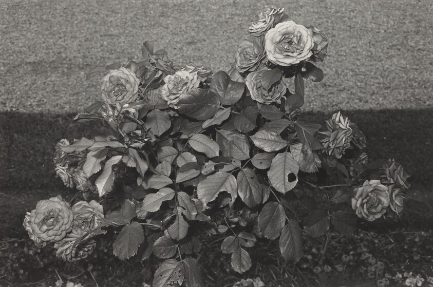 Roses with Eaten Leaves, Parc St. Cloud, France