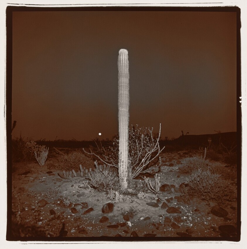 Untitled (Cardon Cactus)