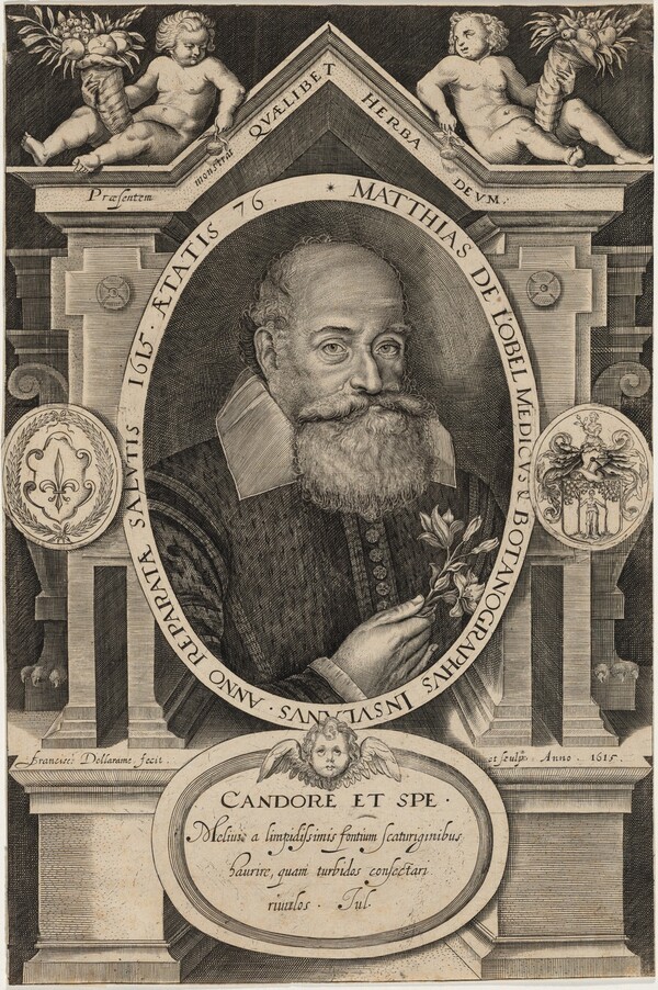 Matthias de L'Obel