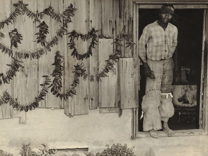 Tobacco Picker, Rocky Mount, North Carolina