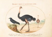 Plate 1: Two Ostriches and a Starling, Joris Hoefnagel, c.1575/1590s
