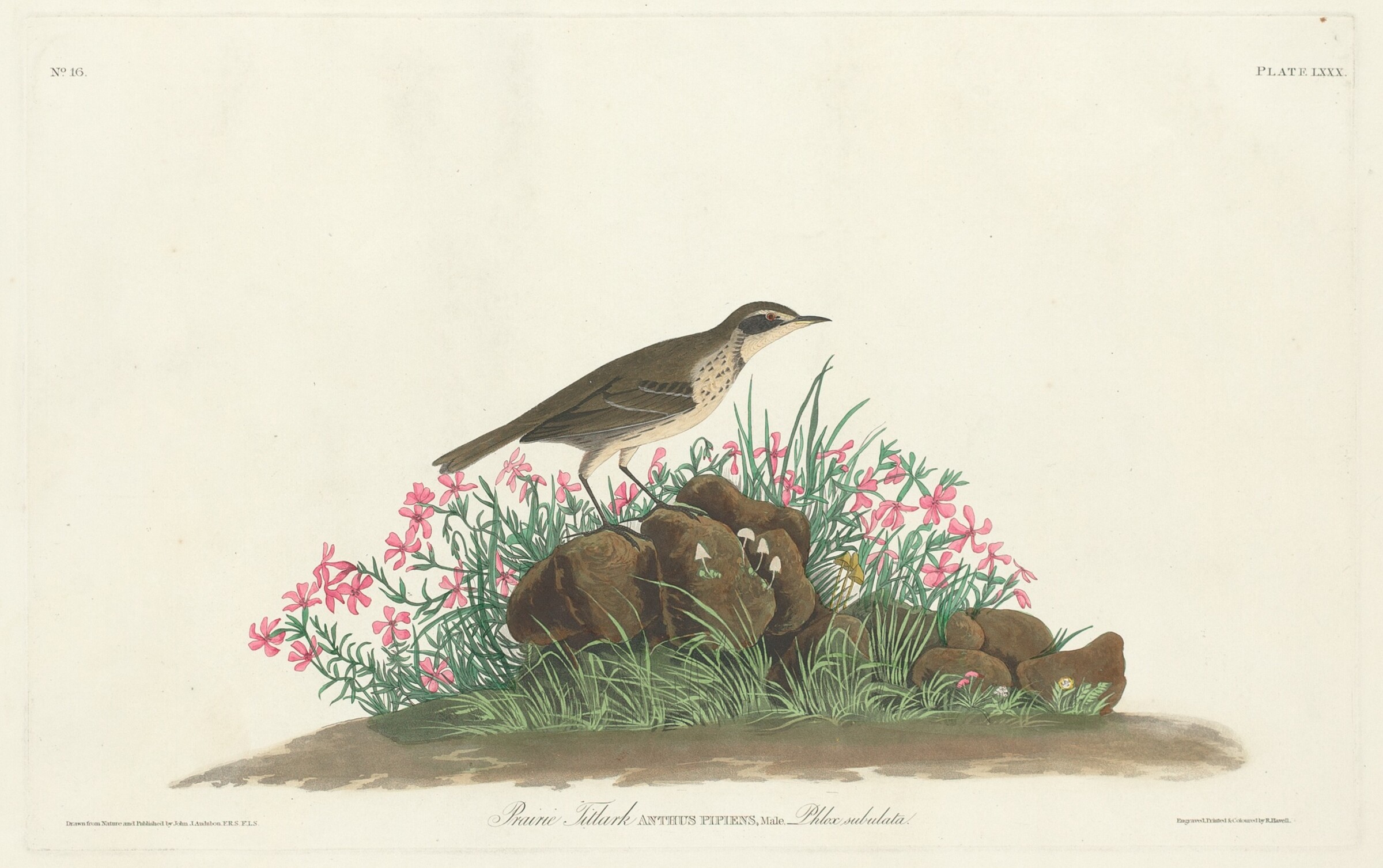 Prairie Titlark, Robert Havell, Jr. after John James Audubon