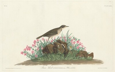 Prairie Titlark, Джон Джеймс Одюбон