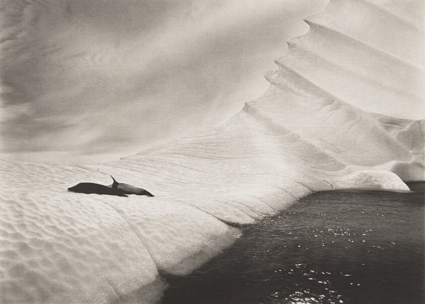 Two Weddell seals (Leptonychotes weddellii) on an iceberg close to Foyn Harbour on Enterprise Island, in Errera Canal. Antarctic Peninsula.