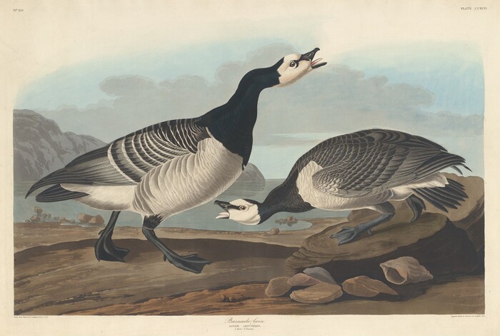 This is a painting of two Barnacle Geese in a coastal landscape. The image depicts two geese, one standing with its body largely upright and head raised, and the other bending forward. Both birds have distinctive black, white, and gray plumage, with detailed feathers. The setting is a rocky shoreline with waves, distant hills, and a cloudy sky. The painting is rendered with precise details in a naturalistic approach.