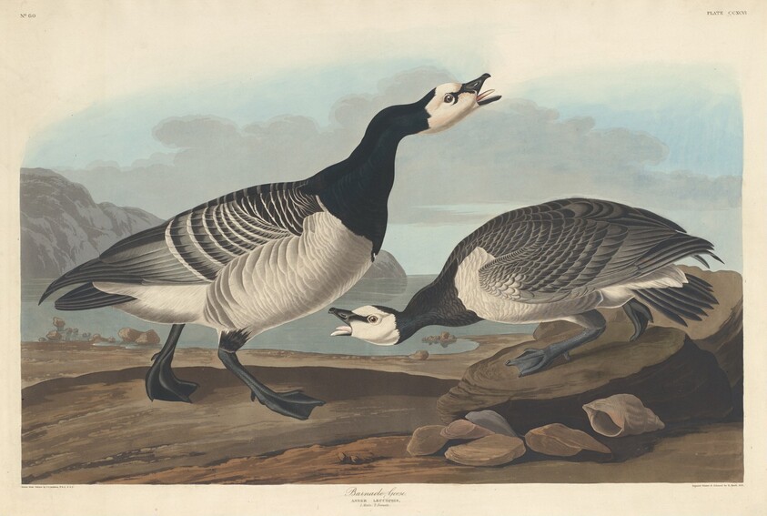 Barnacle Goose