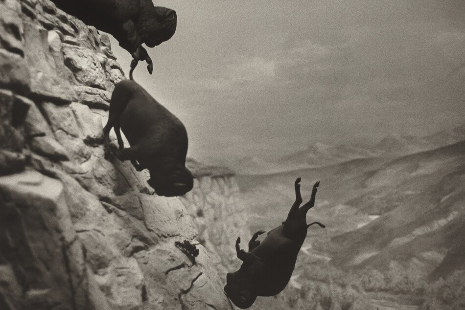 Three buffalo tumble off and down the side of a cliff into canyon in this nearly square black and white photograph. We see the buffalo straight on, as if we are suspended next to the cliff face. The animals are in focus as dark silhouettes against the paler, slightly blurred background. The steep cliff face runs up the left edge of the composition. Cut off by the upper left corner, one animal atop the cliff has lifted its front hooves as it pitches down, following a buffalo already falling head-first, its legs brushing the sheer face of the canyon. The third animal falls freely, also almost head-first and legs flailing, near the bottom center of the composition. The only other dark object in the photograph is a scrubby tree that grows from the cliff face beyond the animals. Flat-topped cliffs extend into the background, and a tree-lined river snakes through the floor of the canyon, deep in the distance. Low hills rise from the riverbank to our right, and the horizon is about halfway up the composition. A few wispy, hazy clouds float through the indistinct sky above.