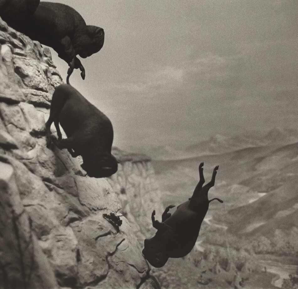 Three buffalo tumble off and down the side of a cliff into canyon in this nearly square black and white photograph. We see the buffalo straight on, as if we are suspended next to the cliff face. The animals are in focus as dark silhouettes against the paler, slightly blurred background. The steep cliff face runs up the left edge of the composition. Cut off by the upper left corner, one animal atop the cliff has lifted its front hooves as it pitches down, following a buffalo already falling head-first, its legs brushing the sheer face of the canyon. The third animal falls freely, also almost head-first and legs flailing, near the bottom center of the composition. The only other dark object in the photograph is a scrubby tree that grows from the cliff face beyond the animals. Flat-topped cliffs extend into the background, and a tree-lined river snakes through the floor of the canyon, deep in the distance. Low hills rise from the riverbank to our right, and the horizon is about halfway up the composition. A few wispy, hazy clouds float through the indistinct sky above.