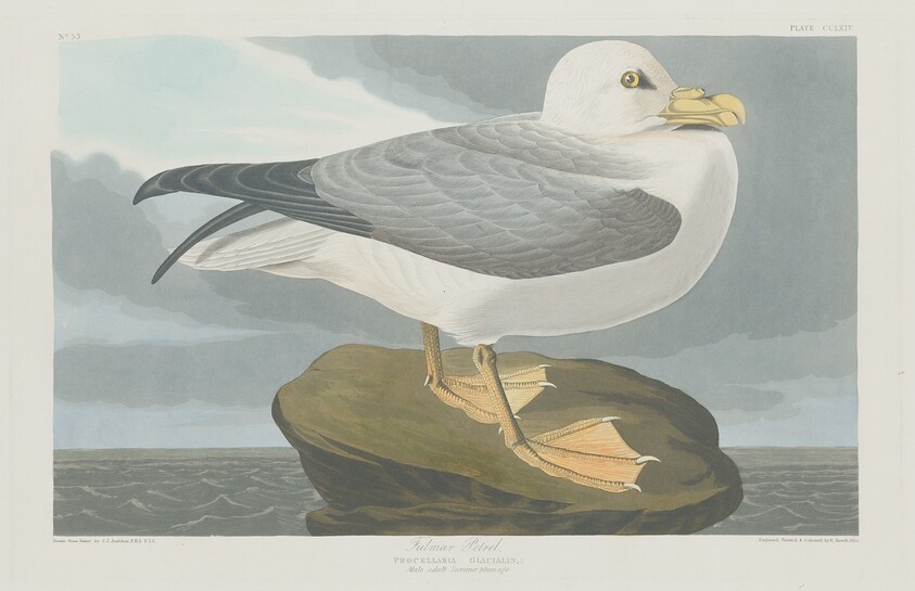 Fulmer Petrel