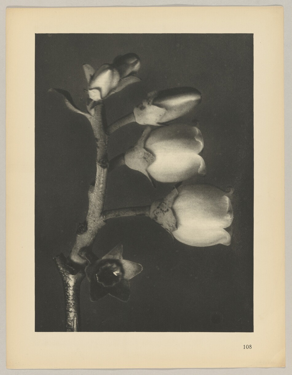 The image shows a close-up of several large, unopened flower buds on a branch. The color palette is primarily grayscale, creating high contrast between the buds and the background. The branch extends diagonally from the bottom left towards the top right of the image, with four buds aligned horizontally along the top half, and a single open flower towards the bottom left side of the branch. The flowers and branch are sharply defined against a dark, blurred background.