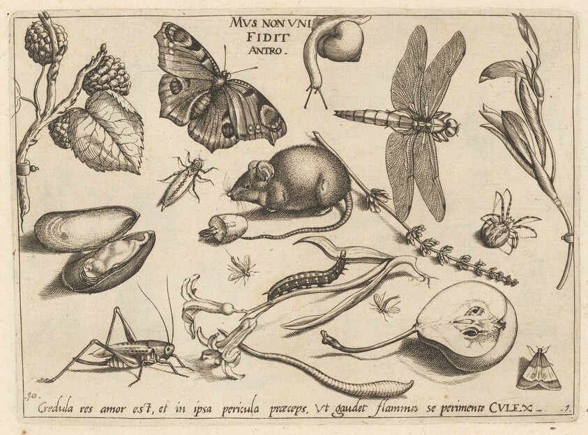 Archetypa studiaque patris Georgii Hoefnagelii [Part 1, Plate 10]