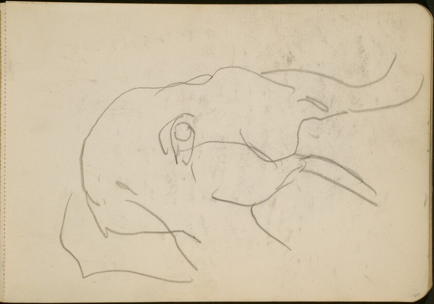 Elefantenkopf (Head of an Elephant) [p. 65]