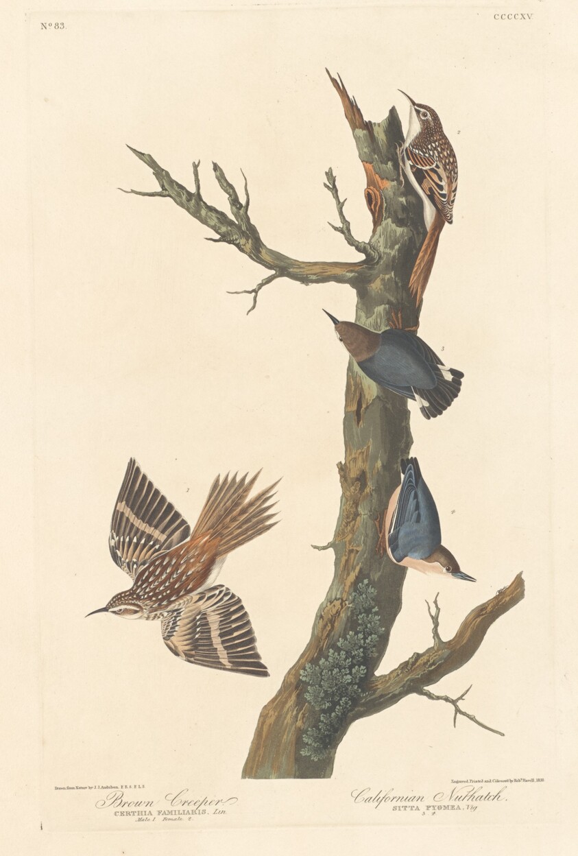 Brown Creeper and Californian Nuthatch