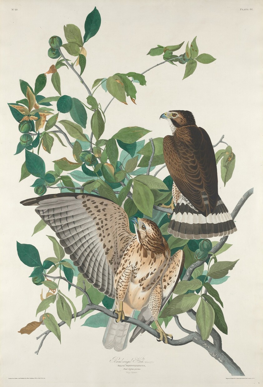 Broad-winged Hawk