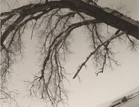 Cottonwood, Longmont, Colorado, Robert Adams, 1983, printed 1991