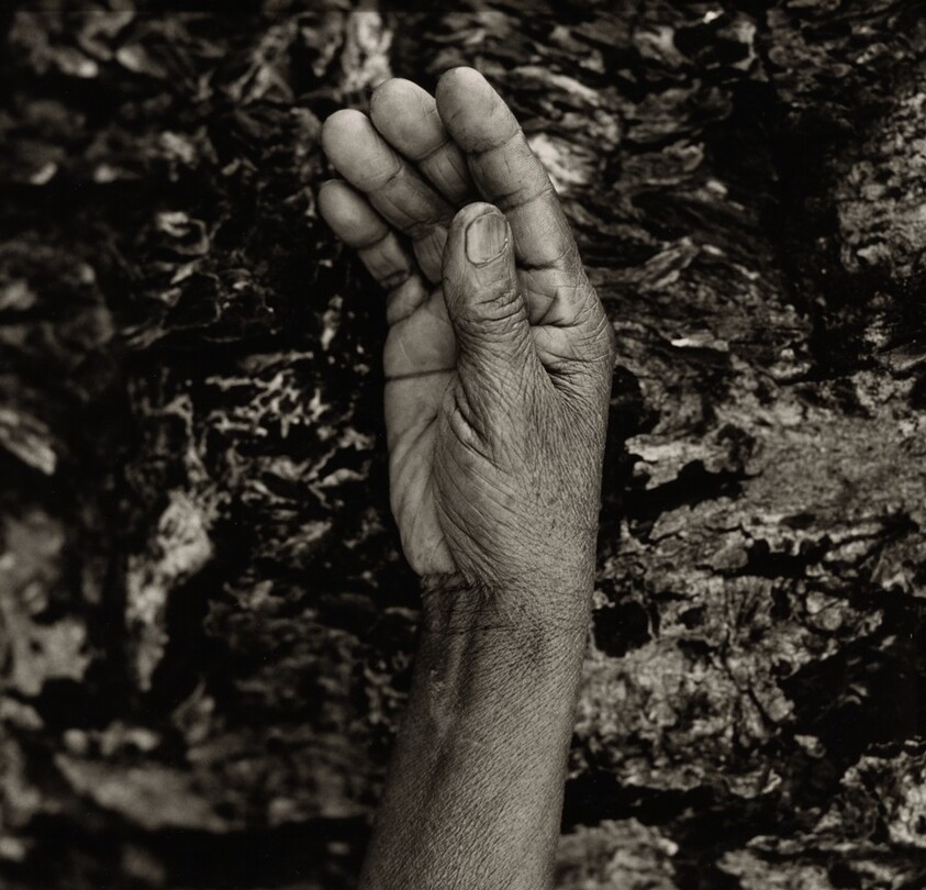 The "Hope" Grasshopper. Dona Antônia's Wish-Ribbon Bracelet. Five Centuries Work the Land at Black River.