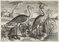 Bustard and Great Crested Grebe, Adriaen Collaert, c. 1600