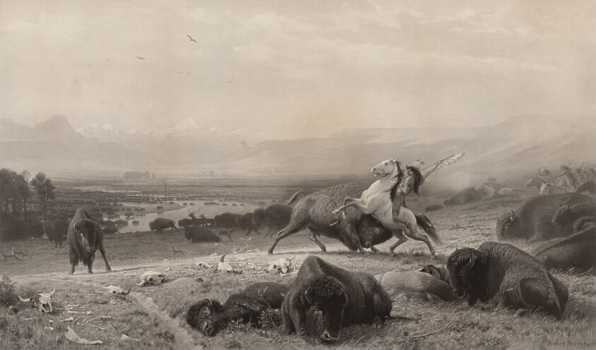 The Last of the Buffalo