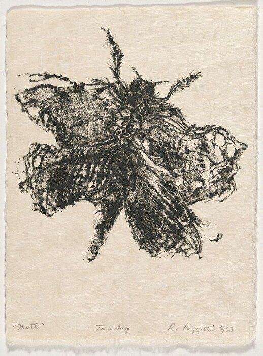 The image shows a sketch of a moth with textured wings and a fuzzy body. The moth is centralized on the page with its wings spread wide, taking up most of the image. The color palette is black ink on a cream-colored background, creating contrast.