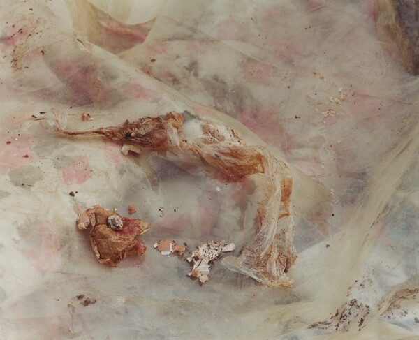 Pictures from a Rubbish Tip