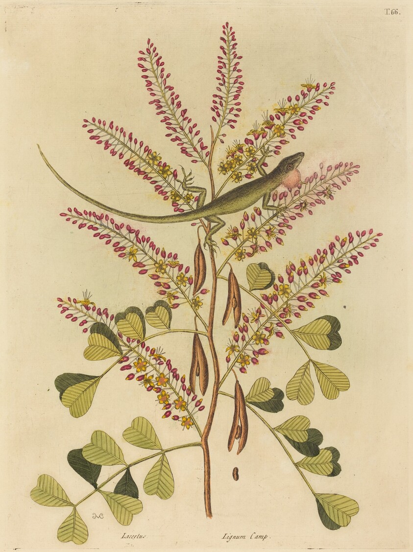 The Green Lizard of Jamaica (Lacerta bullaris)