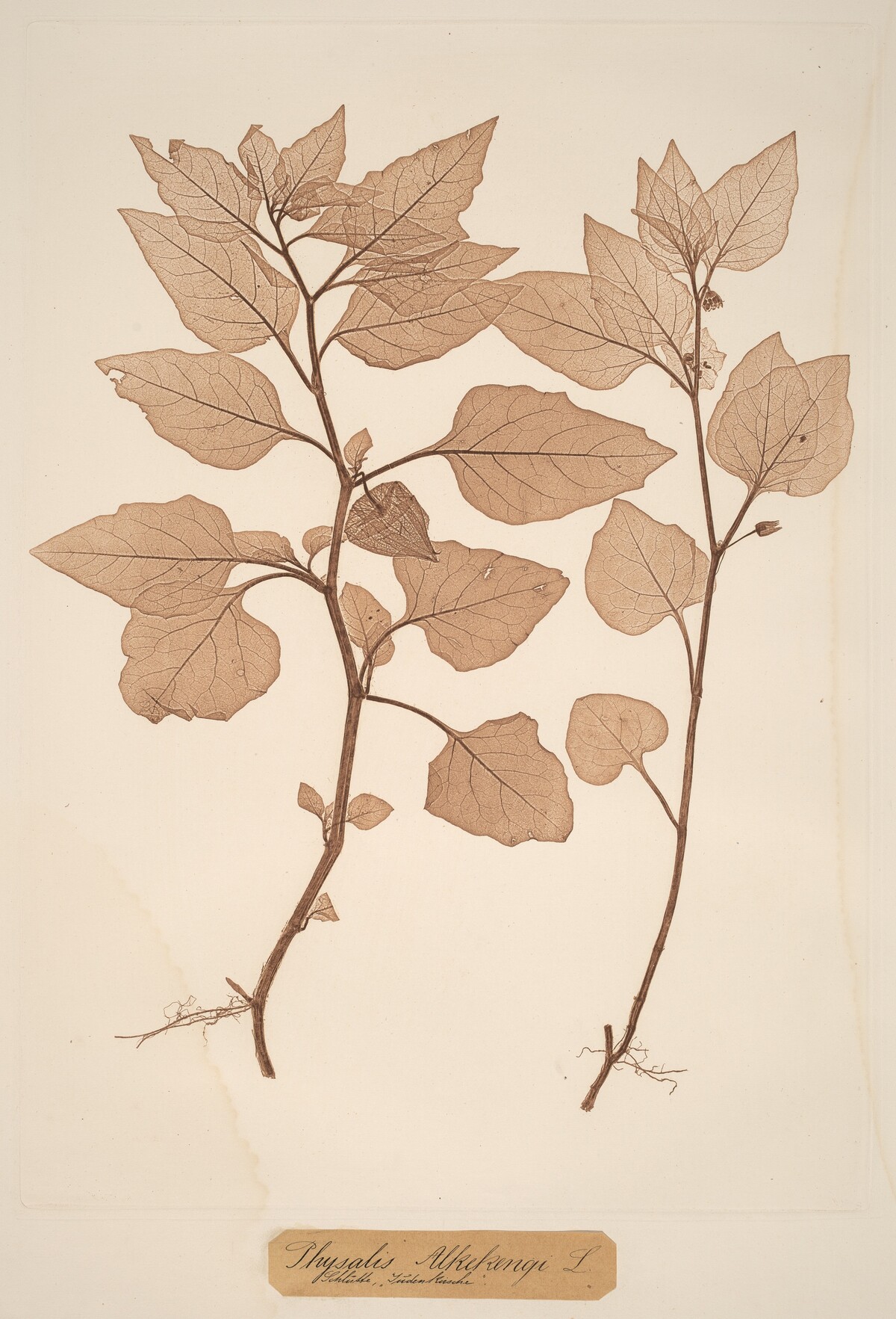 Physalis Alkekengi