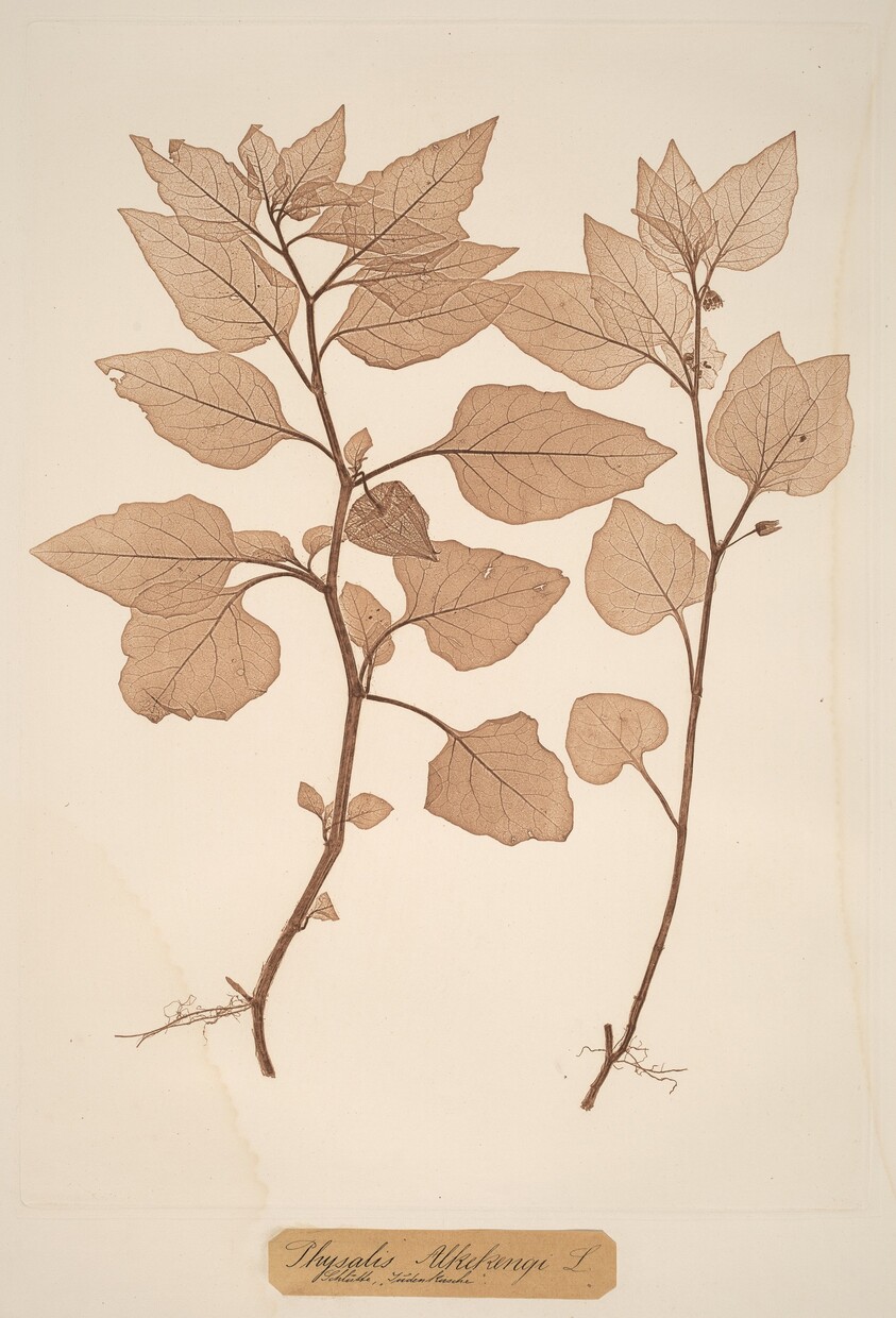 Physalis Alkekengi