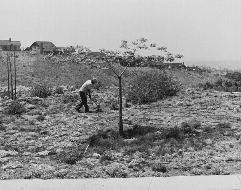Landscaping, Anaheim Hills, California