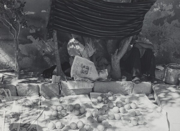 Trampa puesta (Set trap)