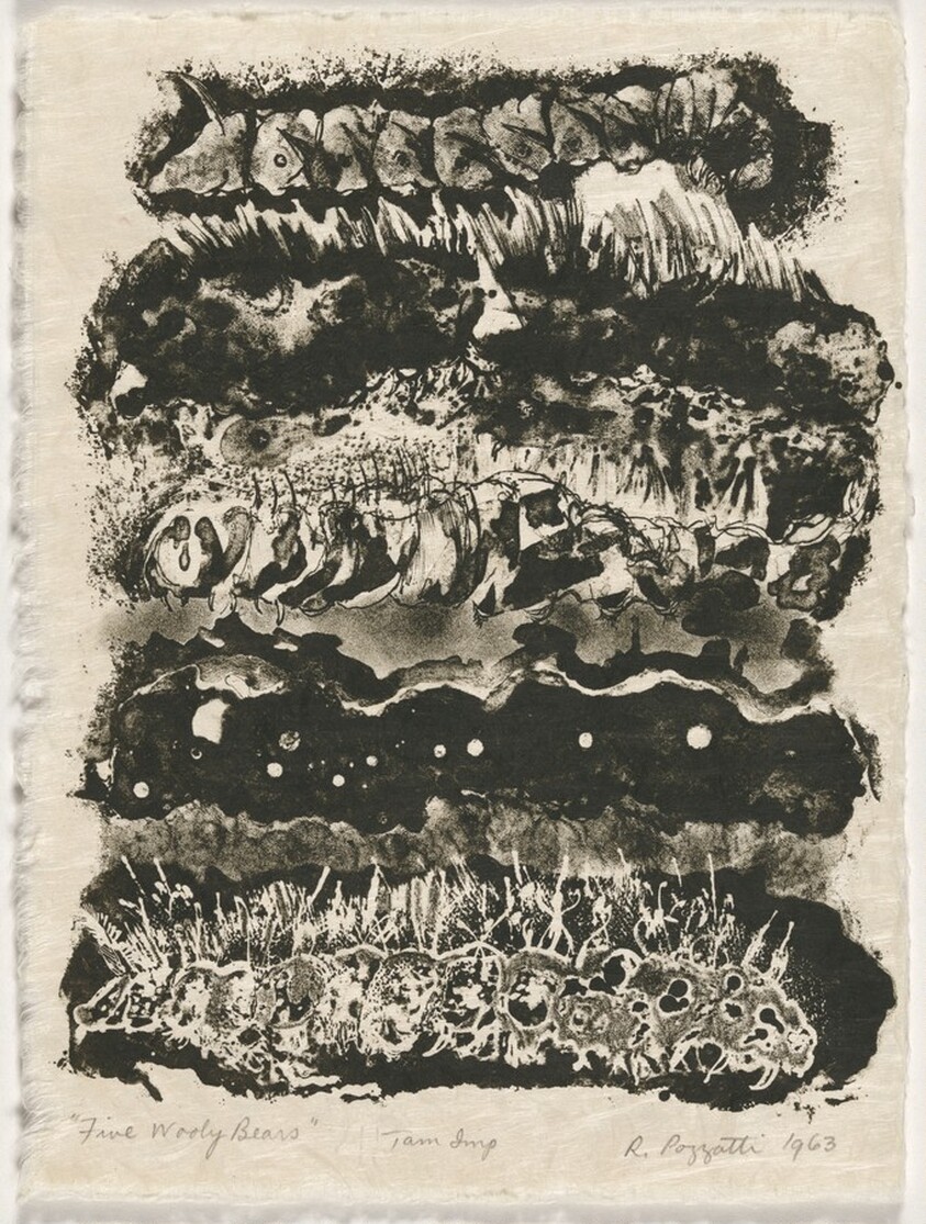 Five Wooly Bears from Bugs