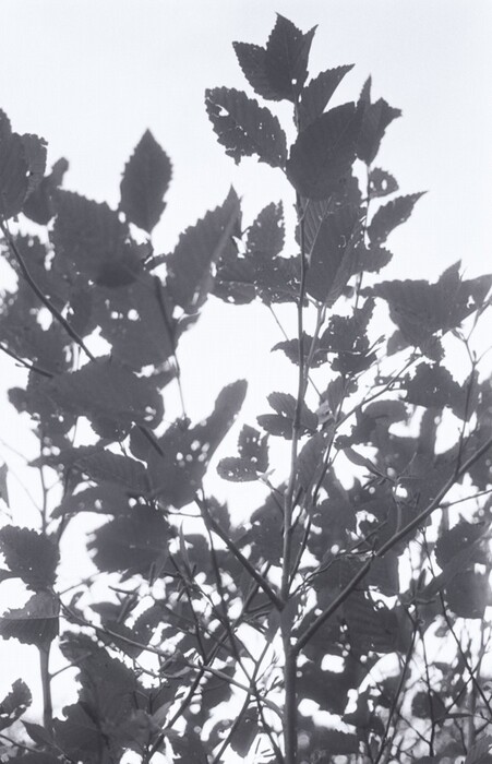 The image displays a close-up view of tall plants with broad leaves, captured from below against the sky. The view is entirely upward, focusing on the plants' silhouettes against the bright background. Many leaves show small holes or tears. The picture has no visible horizon line. It is monochrome, with varying shades of black, white, and gray providing contrast between the leaves and the sky. This contrast emphasizes the texture and form of the plant's leaves and stems, creating a play of light and shadow.