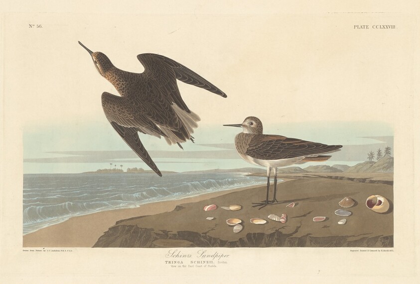 Schinz's Sandpiper
