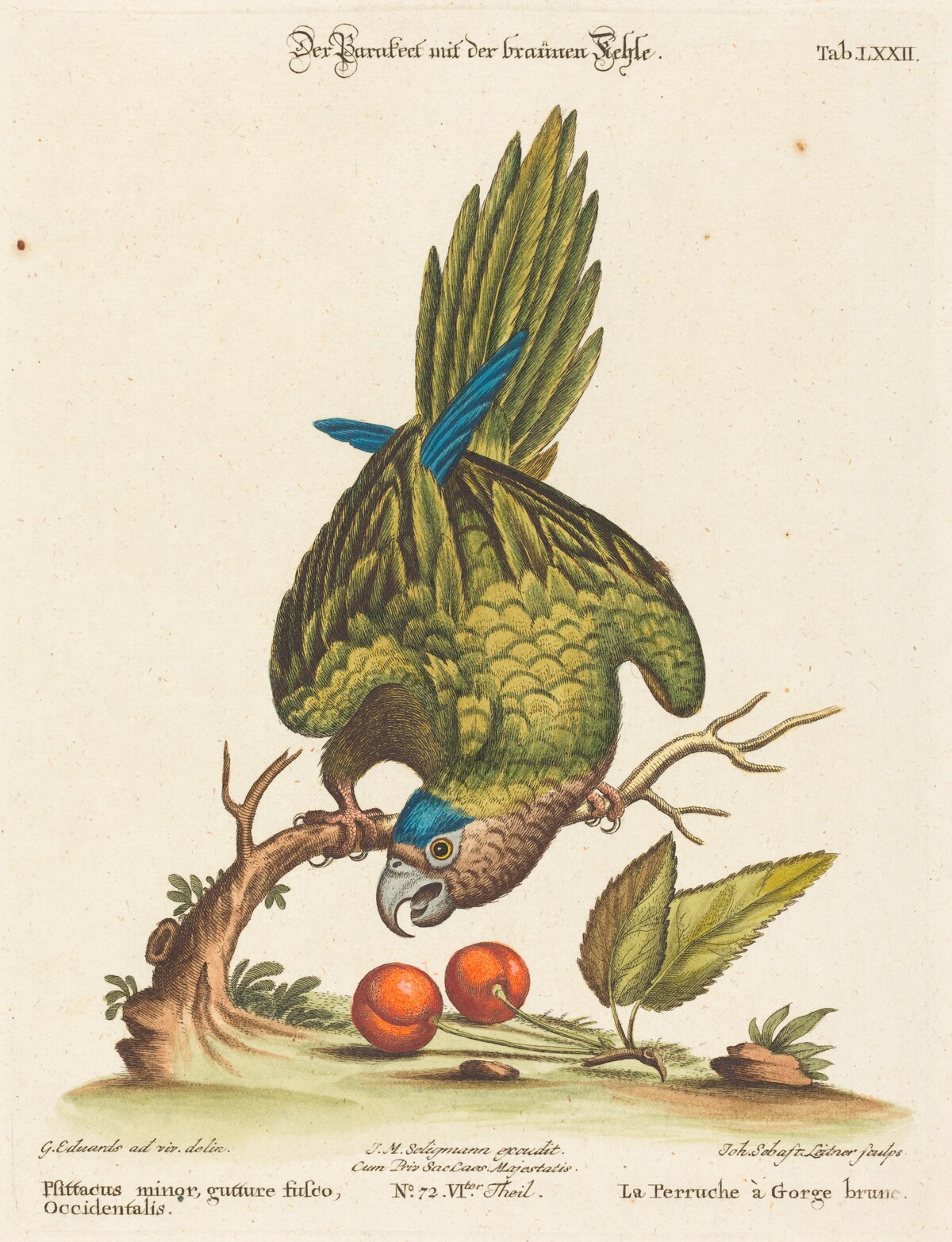 Psittacus minor gutture fusco, occidentalis