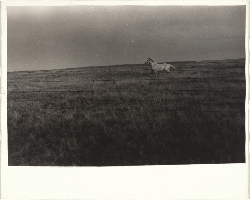 Horse in field--Wyoming or Nebraska