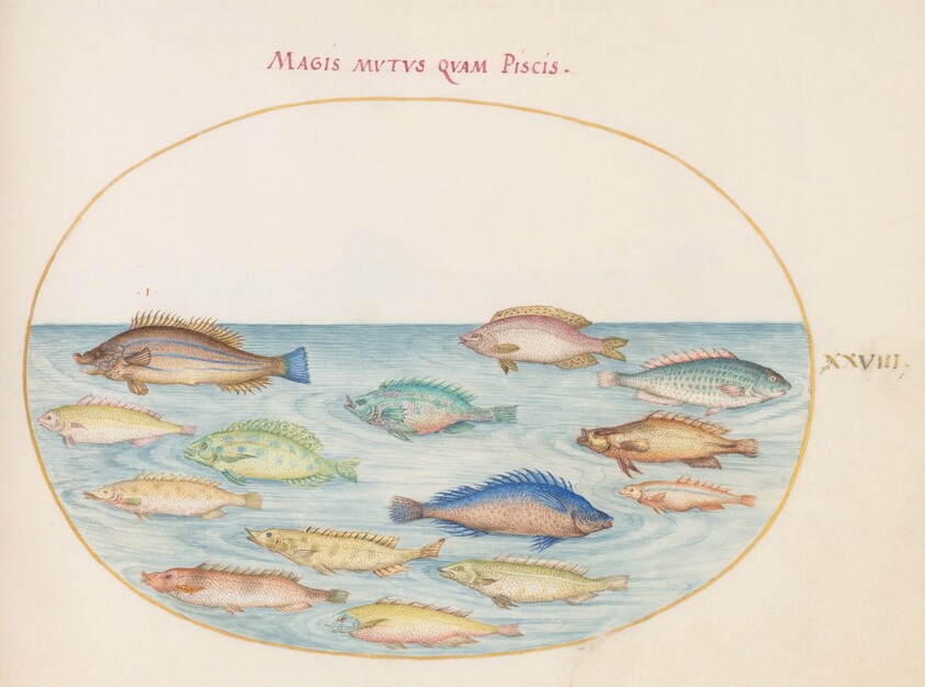 Plate 28: Sea Bream(?) and Other Fish