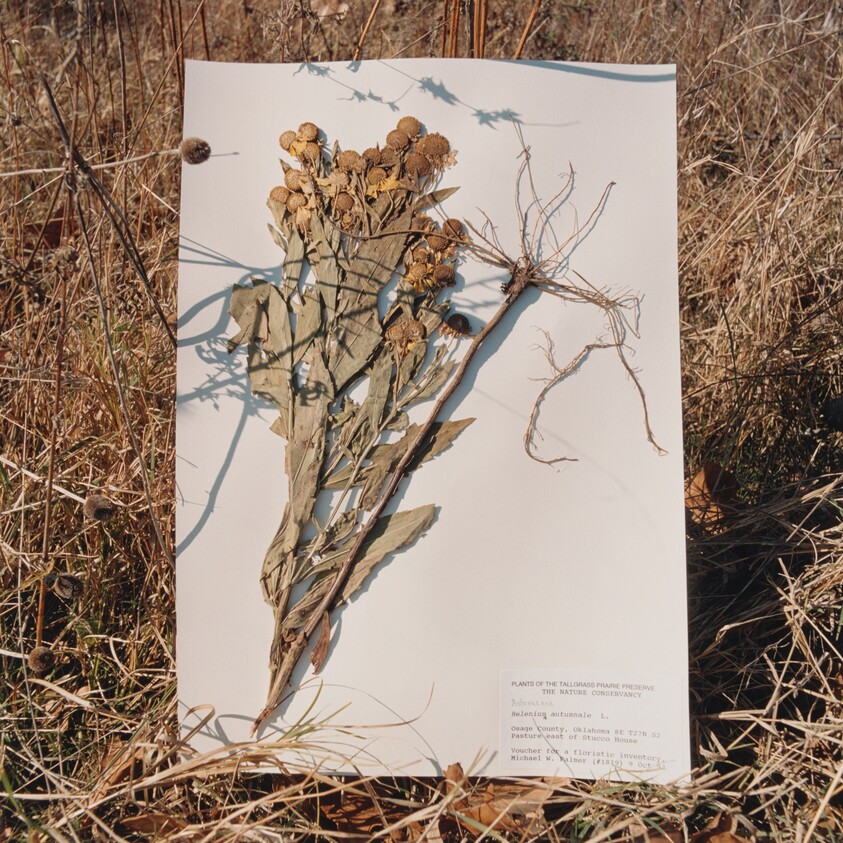 Helenium autumnale, Sneezeweed