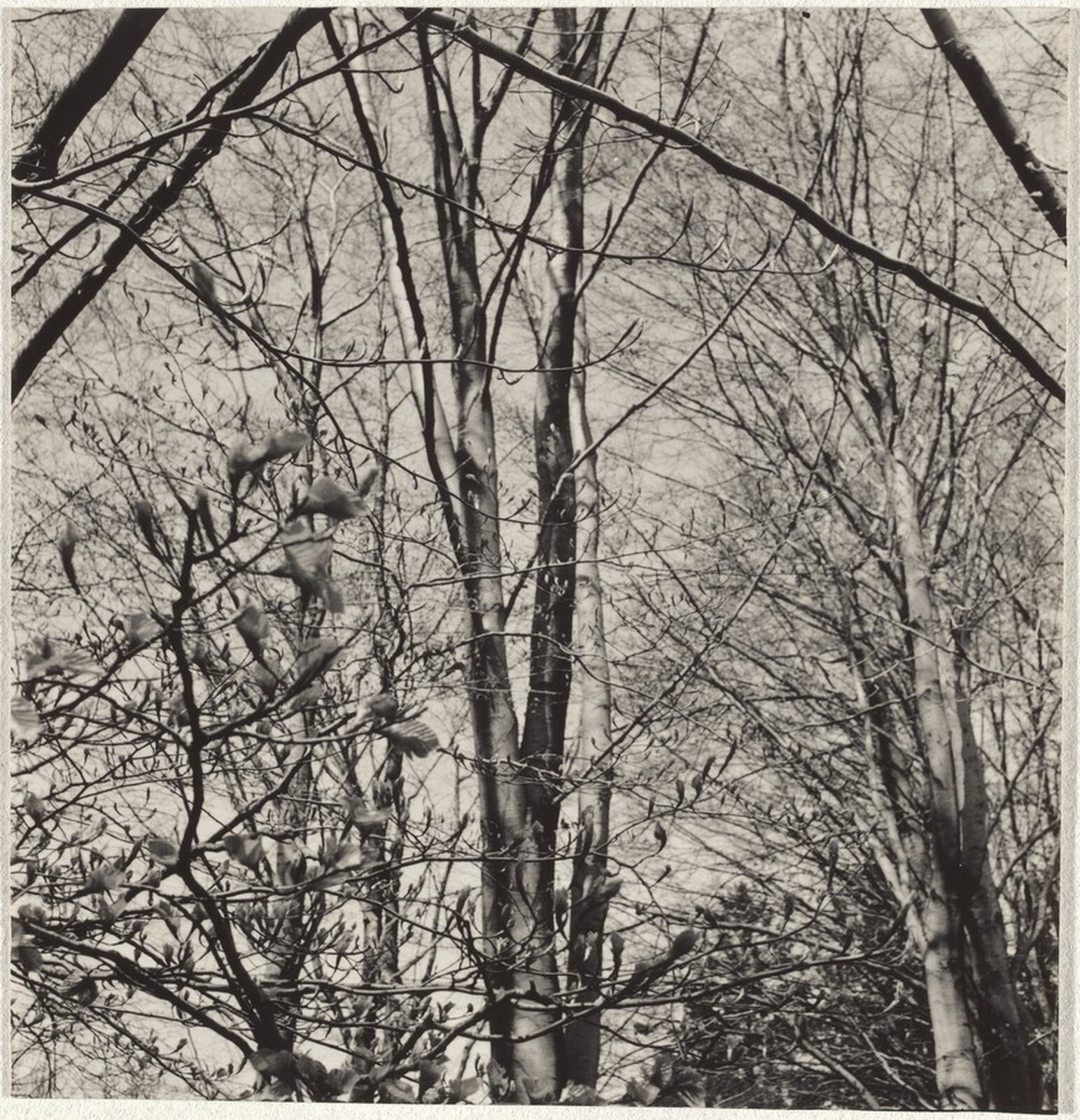 Trees--Landscape, Robert Frank, 1941-1945