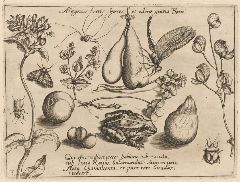 Archetypa studiaque patris Georgii Hoefnagelii [Part 3, Plate 3]