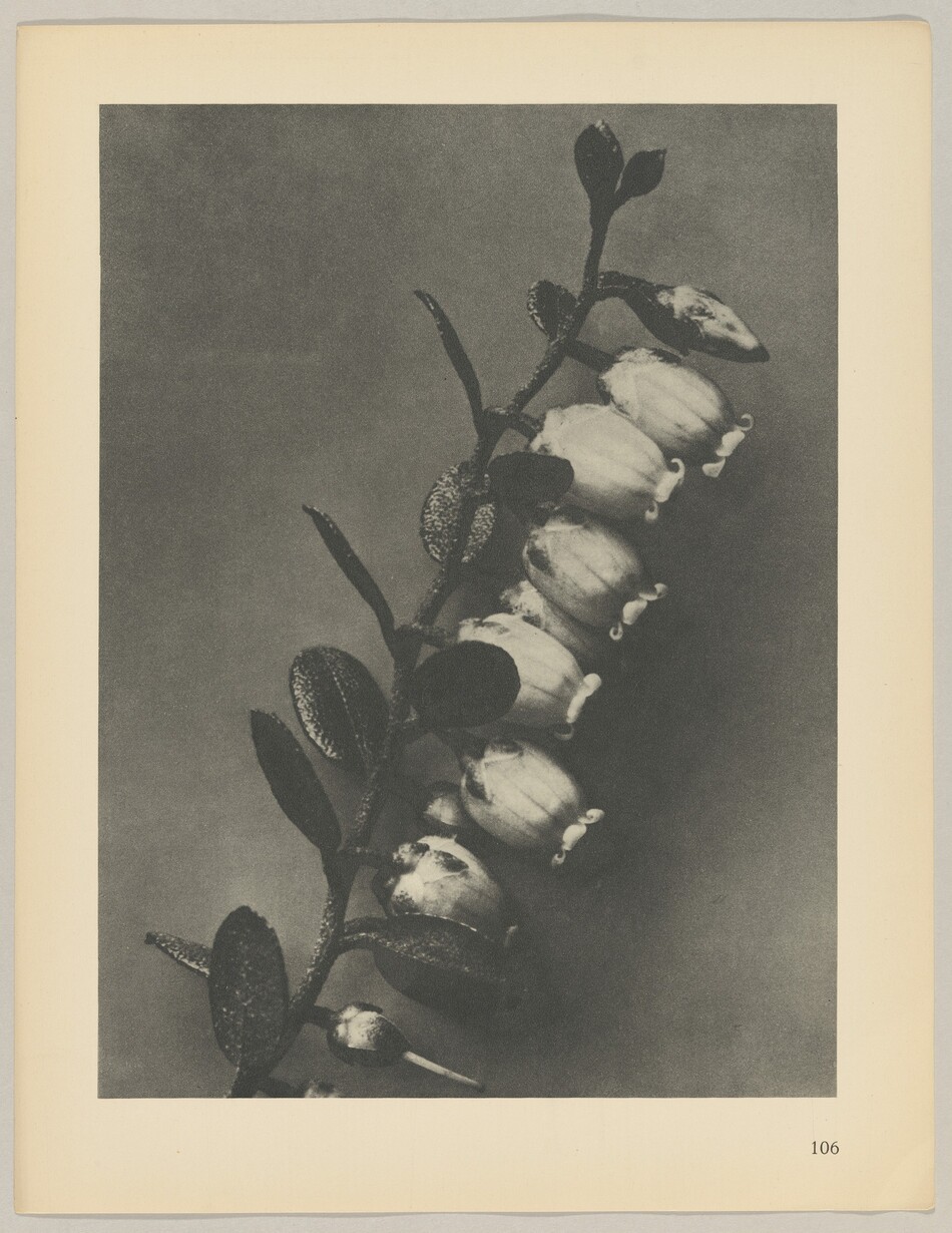 The image shows a branch with bell-shaped flowers and elongated leaves rendered in grayscale. The branch extends diagonally from the bottom left to the top right of the image, with flowers clustered along it and leaves extending outwards. The number 106 is in the bottom right corner of the page.