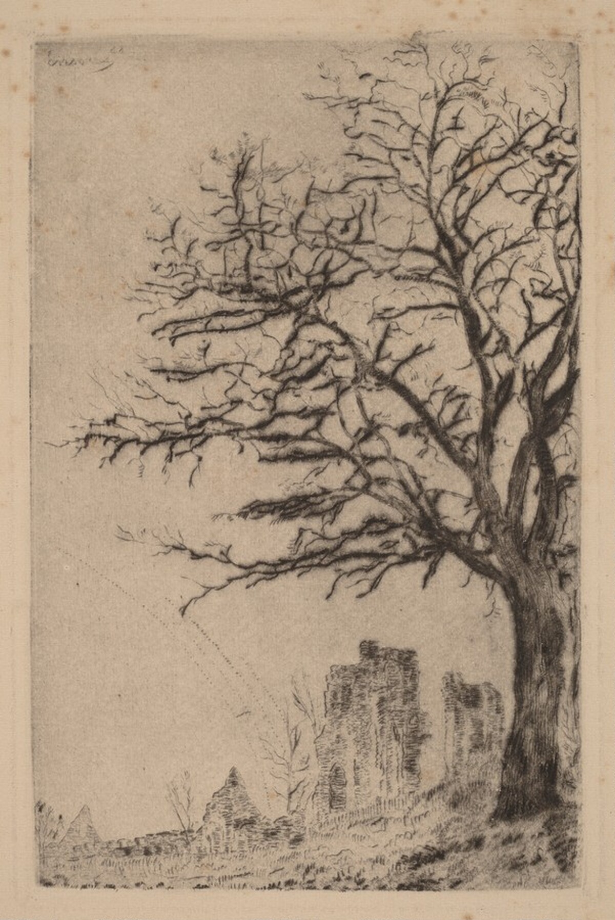 The Acacia (L'acacia)